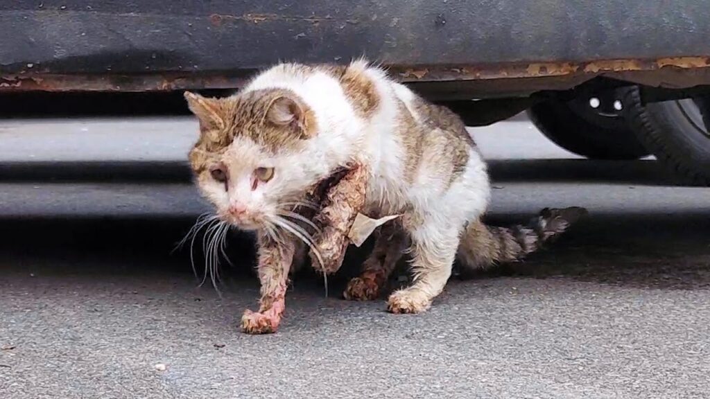 Atropelar um Gato Tem Algum Significado Espiritual ou Simbólico