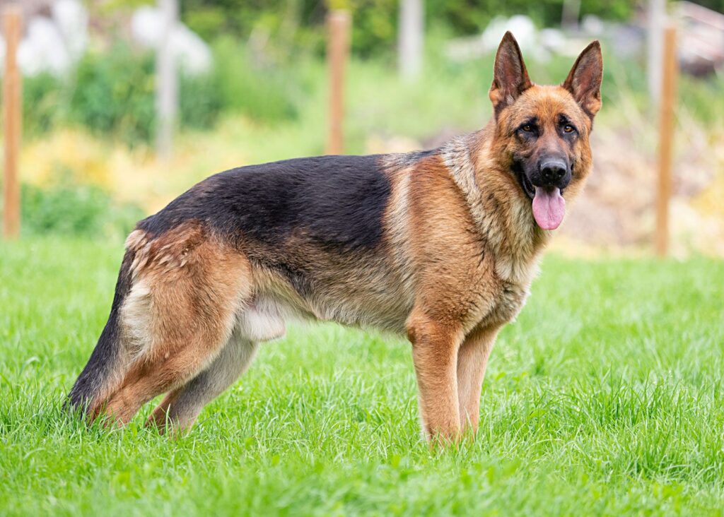 Como Transportar Cachorro com Segurança na Caçamba da Caminhonete